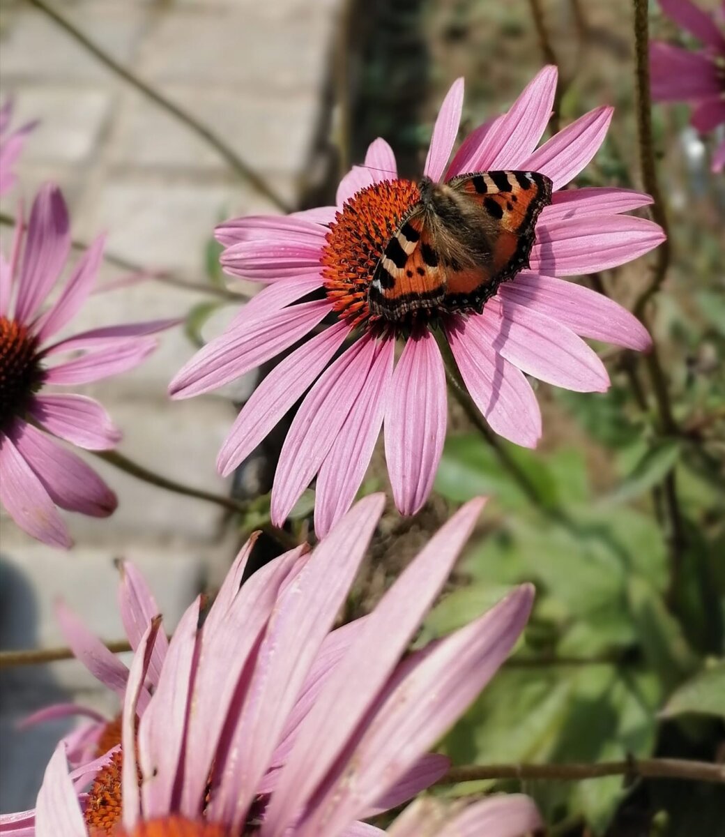Прекрасный дуэт - эхинацея и крапивница.