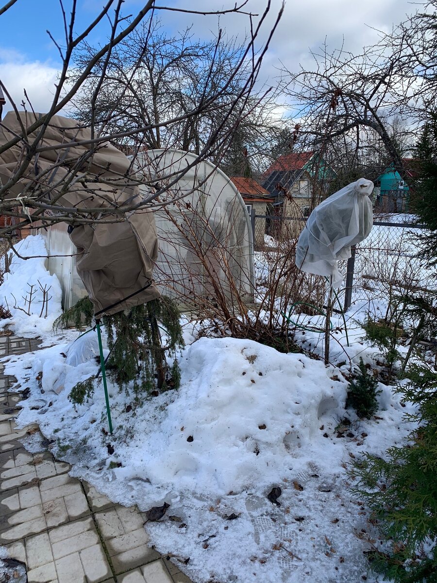 можжевельник и ель под спанбондом