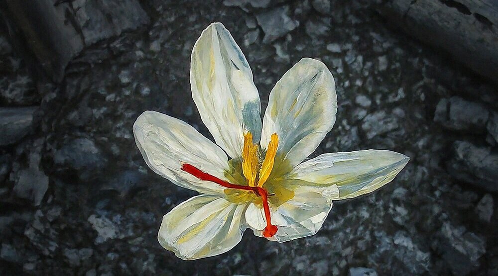     Обложка альбома «Голос мой услышь»