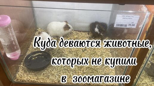 Куда деваются животные, которых не купили в зоомагазине