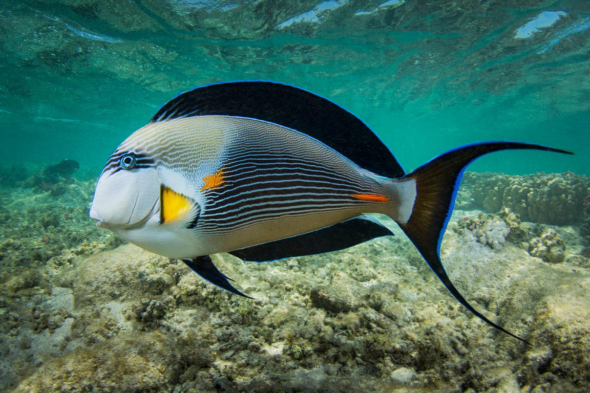 Рыба хирург красное море. Acanthurus Sohal. Хирург сохал Acanthurus. Рыба хирург сохал. Рыба Баярд красное море.