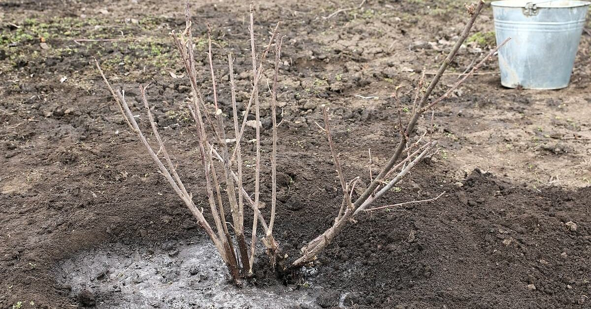 Обработка кипятком