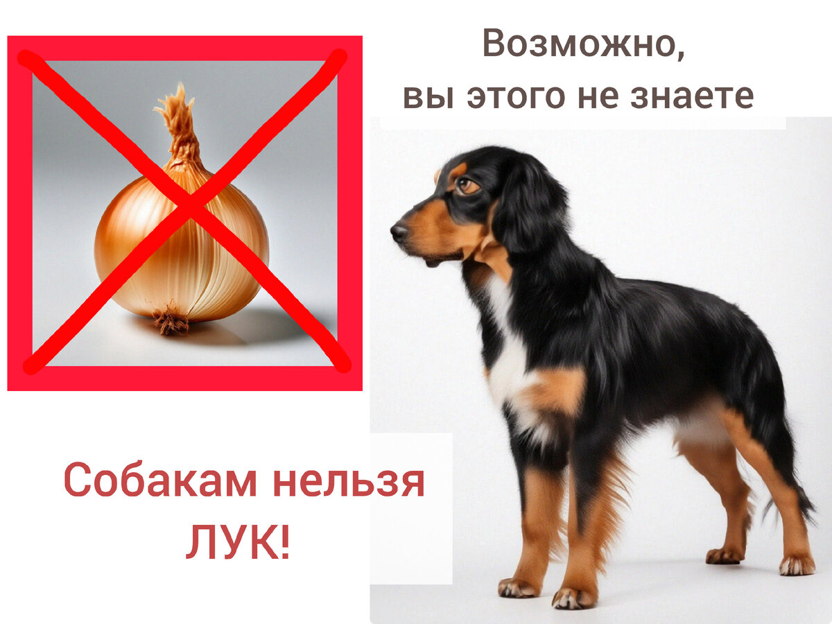 Лук - яд для собак. Как выглядит и в чем проявляется отравление луком у собаки М