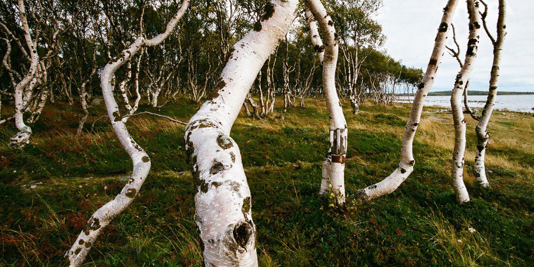 Древо со знанием: учёные раскрыли тайну появления карельской берёзы