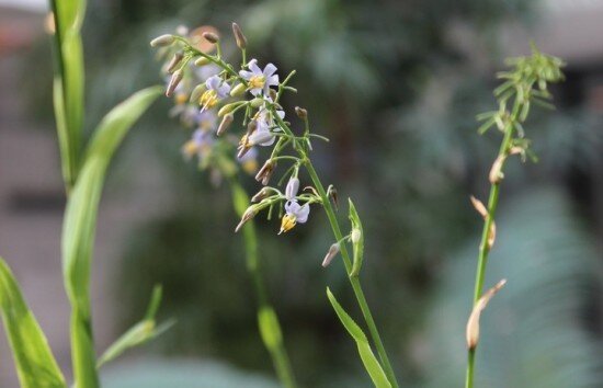    Фото: vk.com/botsad_dvorec