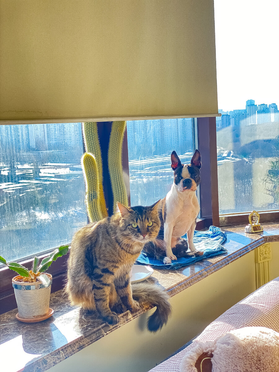 Котик Князь Анзорик в привычном для себя напряге