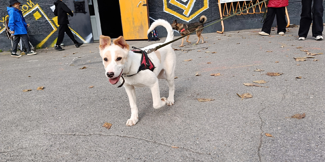 Оправдание для предателей домашних животных