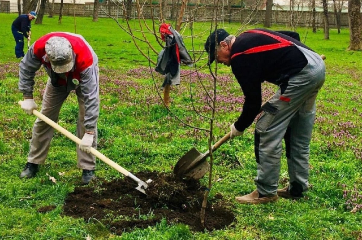    В Краснодаре высадят около двух тысяч деревьев и более 15 тысяч кустарников