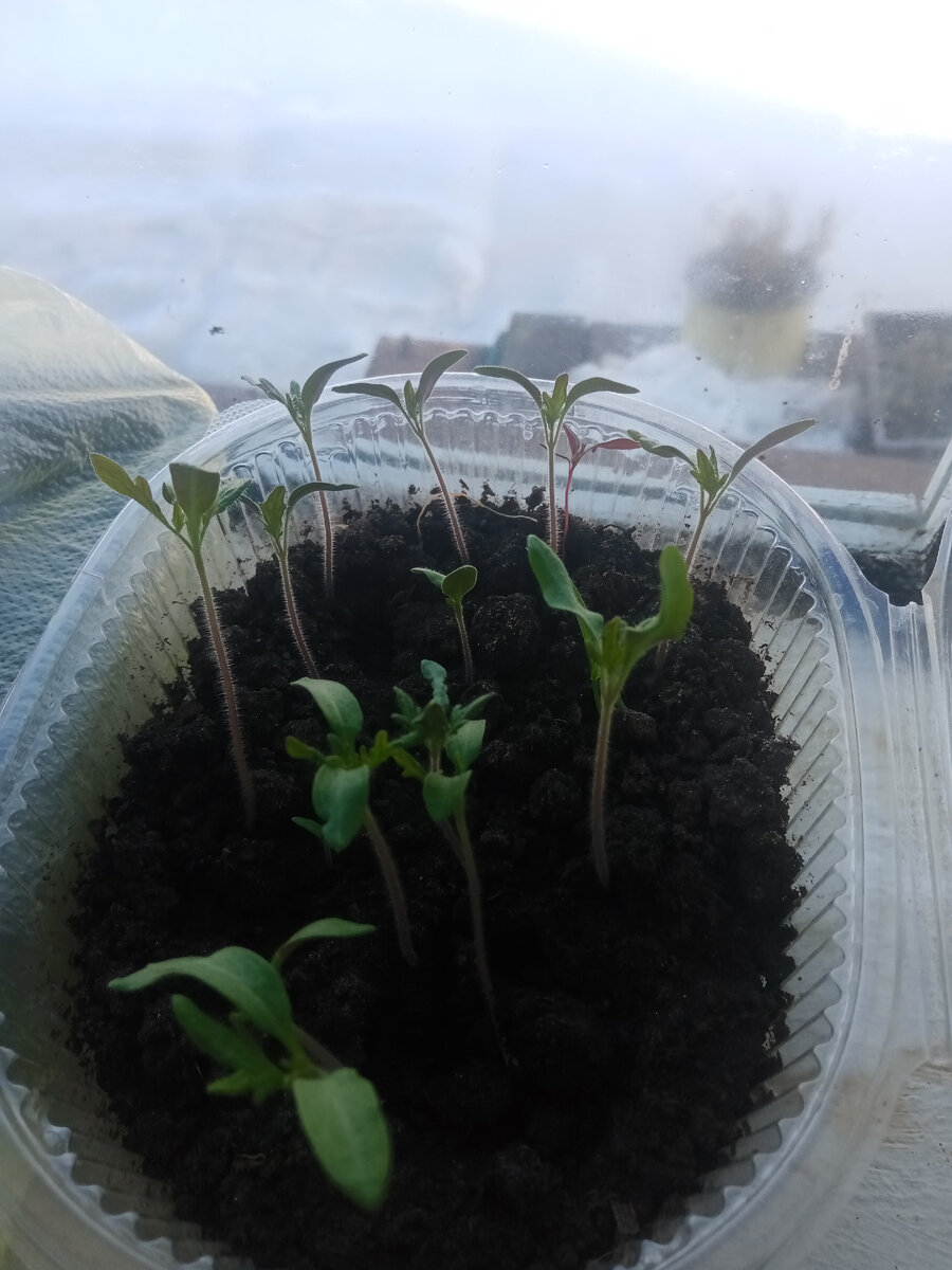 Помидора"бычье сердце" 