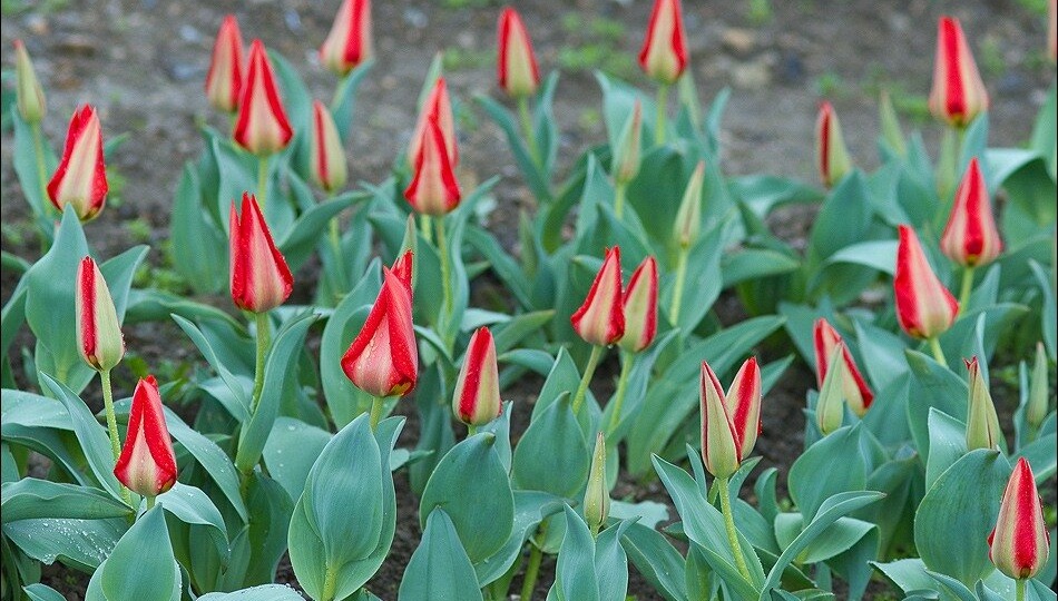 Дождливый триптих. Бал без тюльпанов