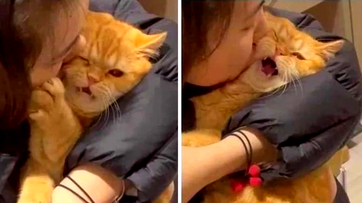 Когда поцеловал кота без разрешения. ЕЩЕ фото --->>