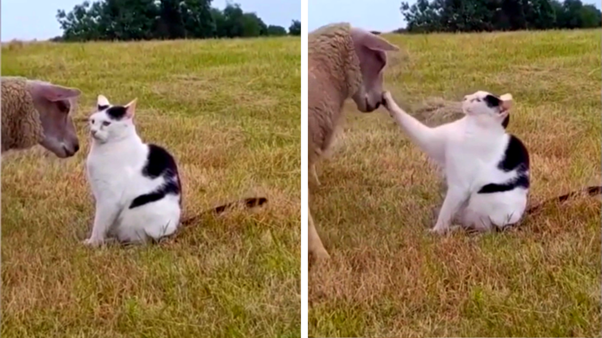 "Держи дистанцию, овца!"😾