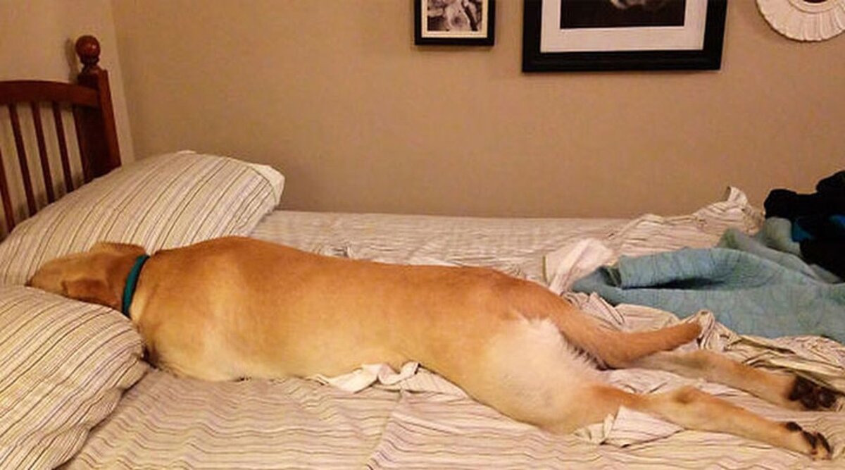 Спящие животные смешные. Спящие собаки. Спящие собачки. Лапы у ши тцу. Собак тяжело ложиться.