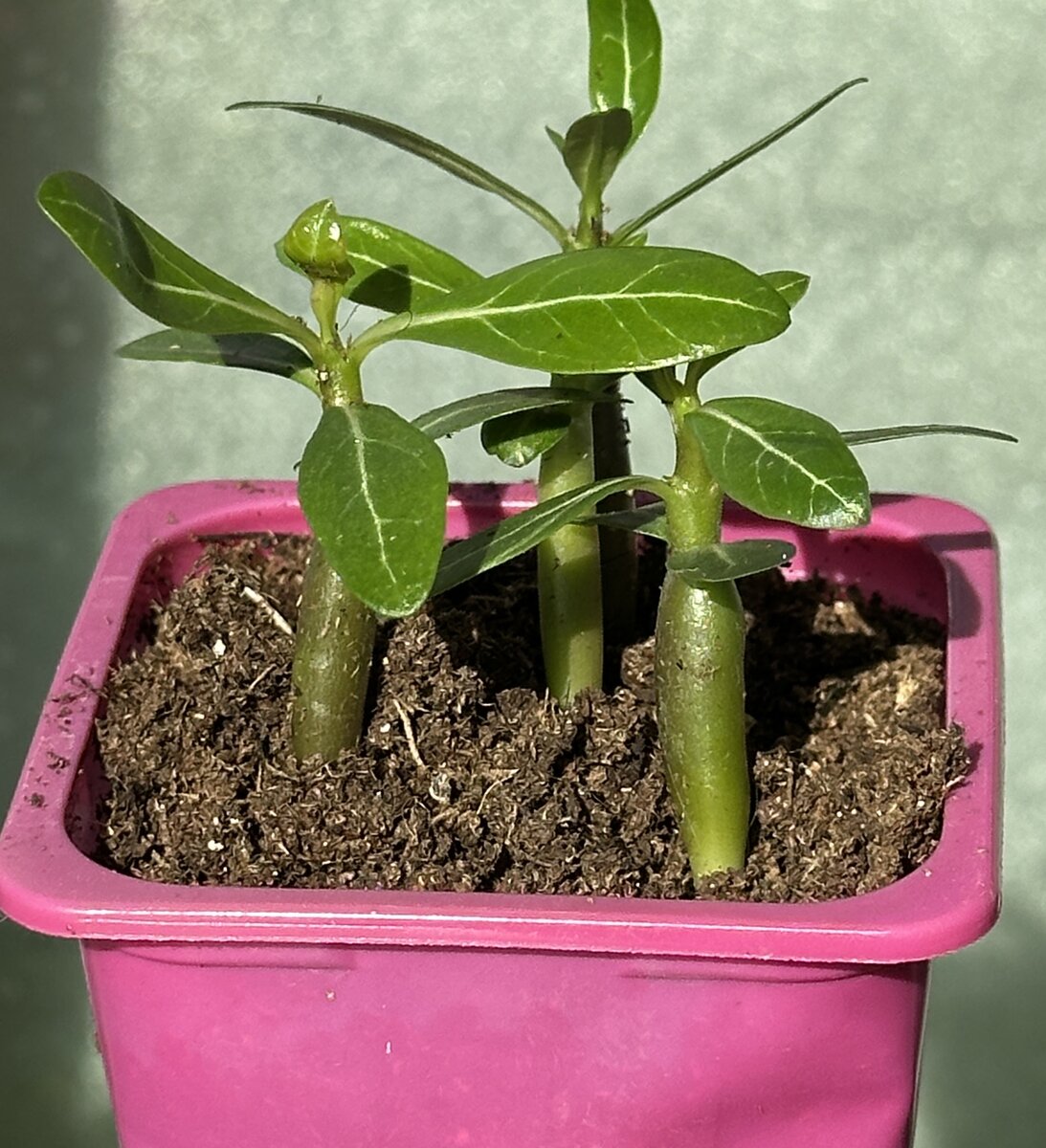 Вот они, подаренные.