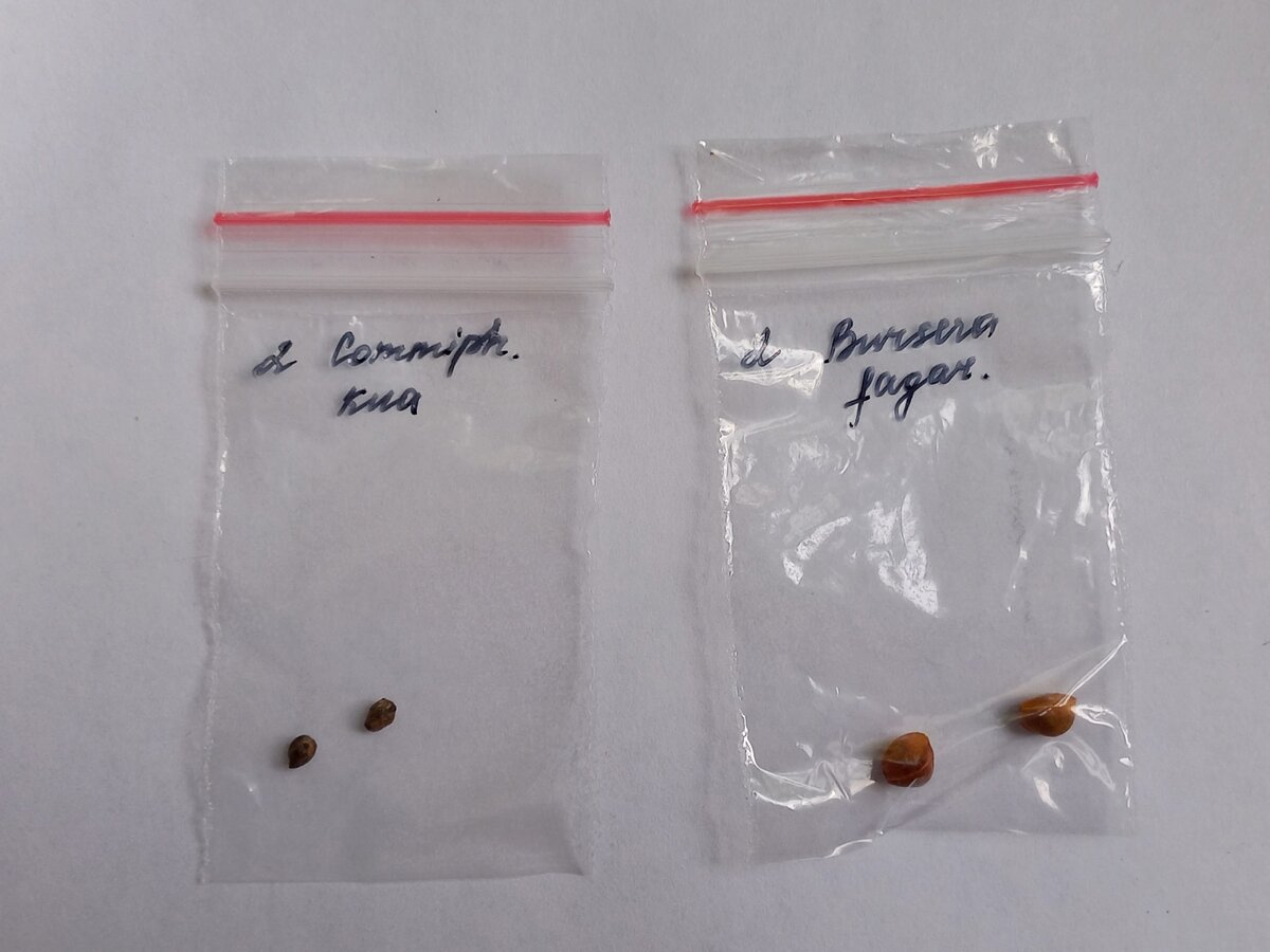 Такие семена в обычном магазине не купишь))