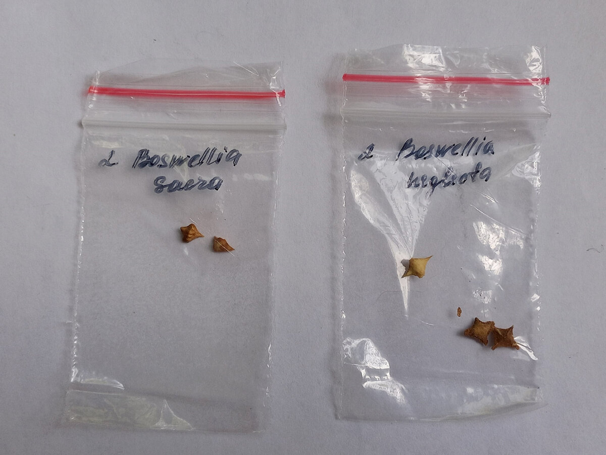 Такие семки в магазине не купишь)). Семена Босвелии Сакра и Неглекта. 