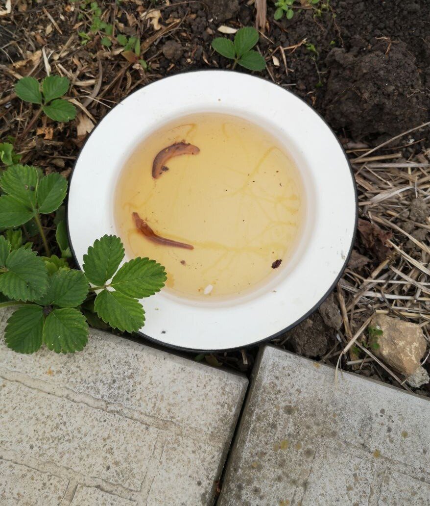 Ловушка для слизней с пивом