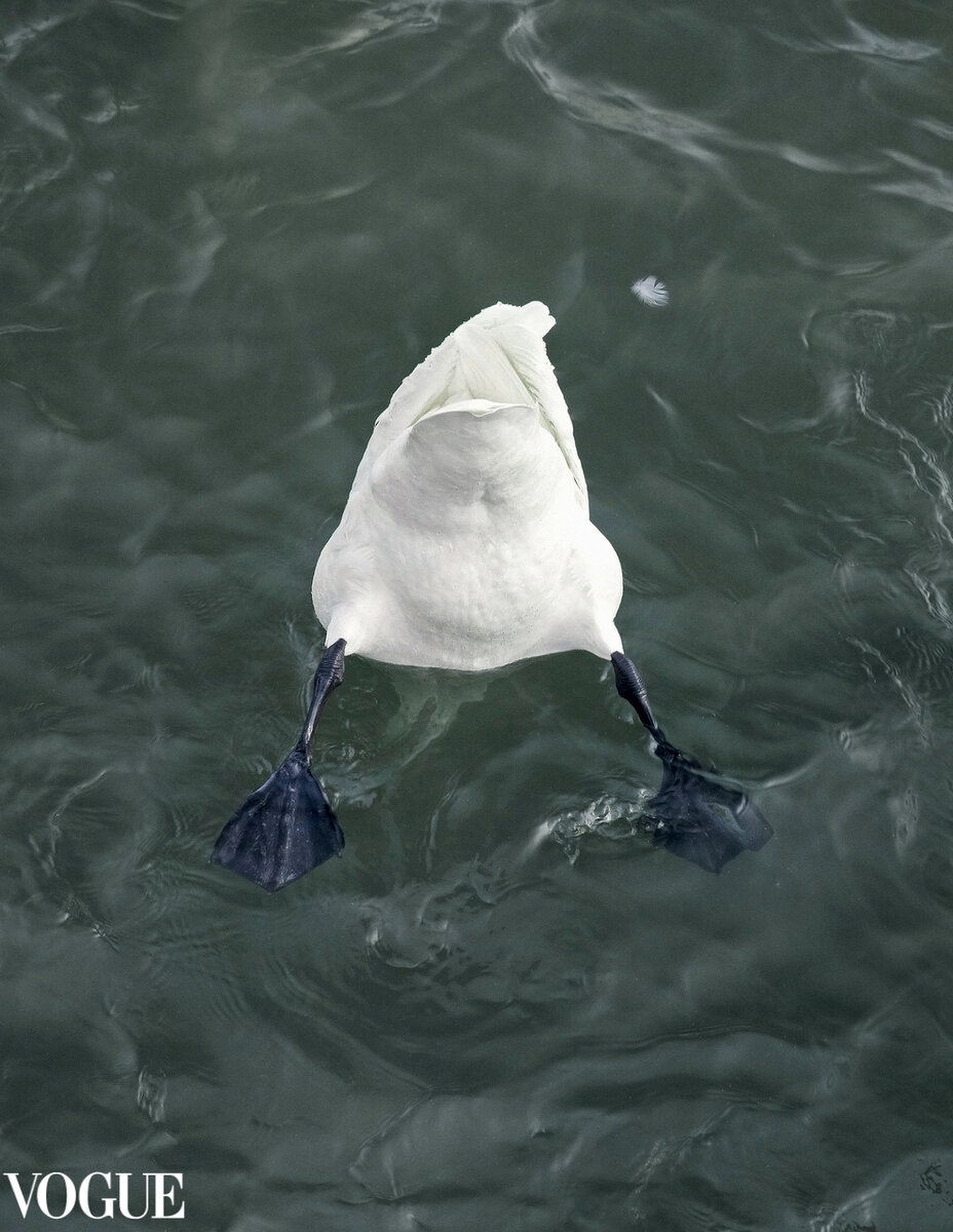 Фото не зря заглавное - оно было отмечено редакторами онлайн платформы PhotoVogue Italia, любят они все эти темы с *опами)))