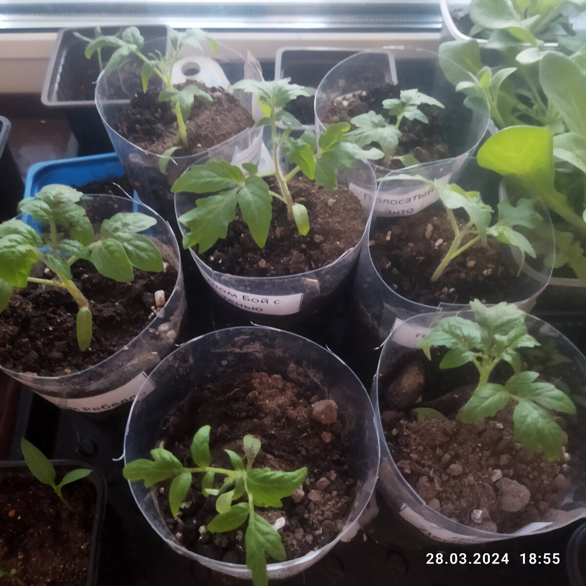 На днях только пересадила. 