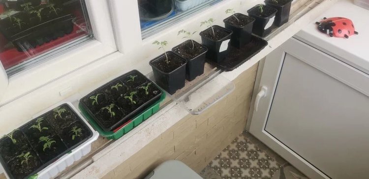    Чем подкормить слабую рассаду томатов