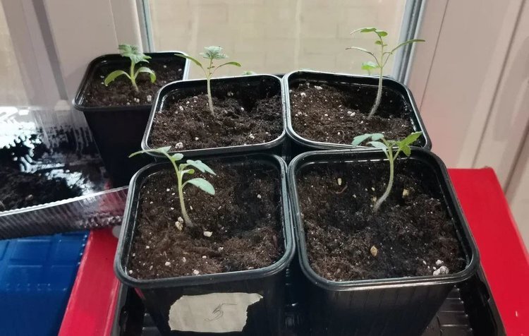     Чем подкормить слабую рассаду томатов
