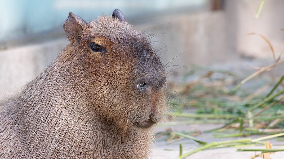    Фото: Shutterstock