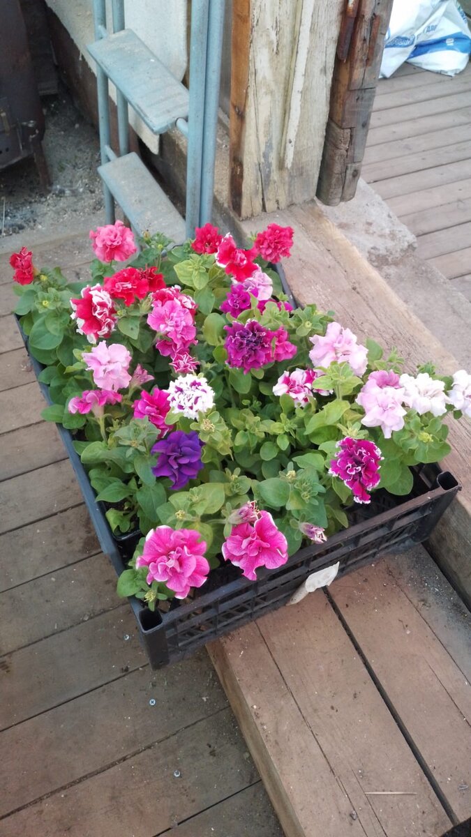 Махровая петуния в прошлом году 