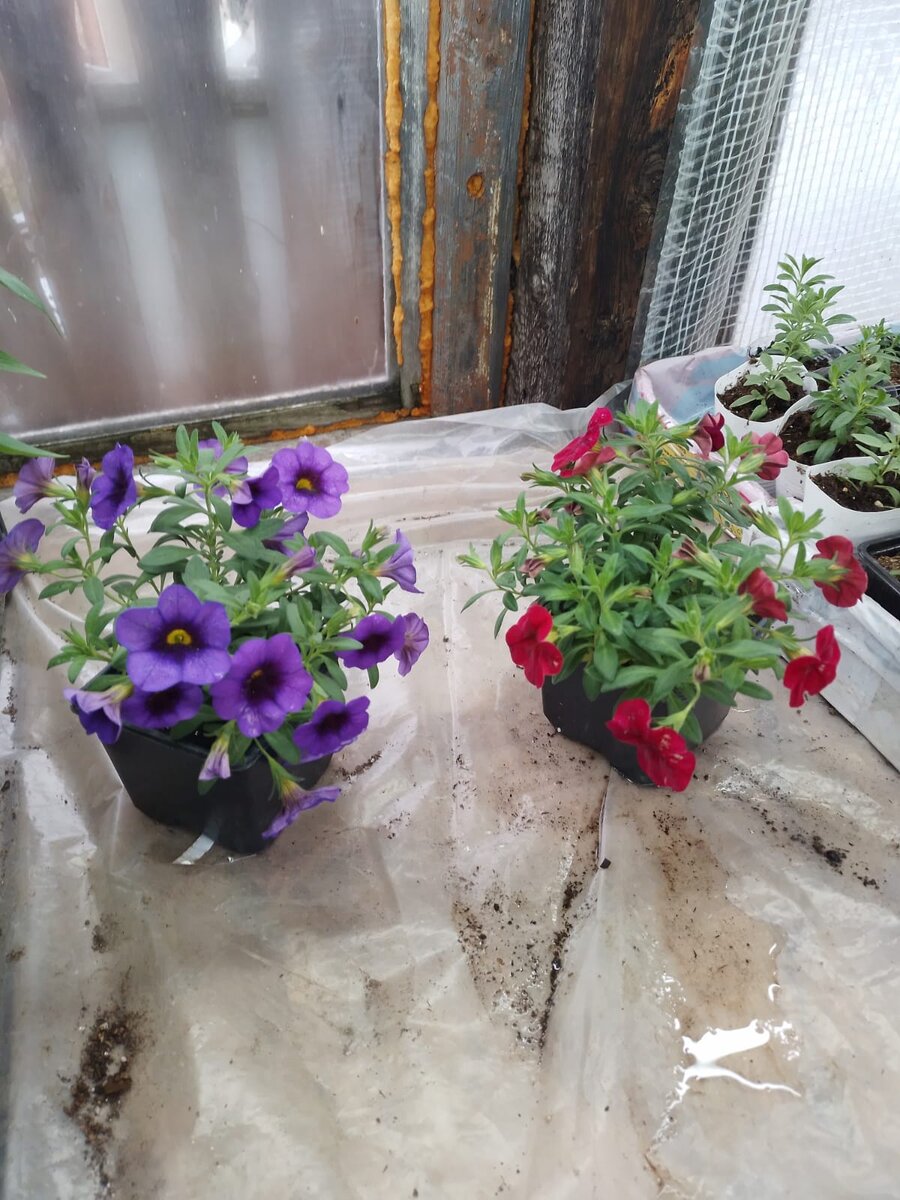 Калибрахоа в прошлом сезоне 