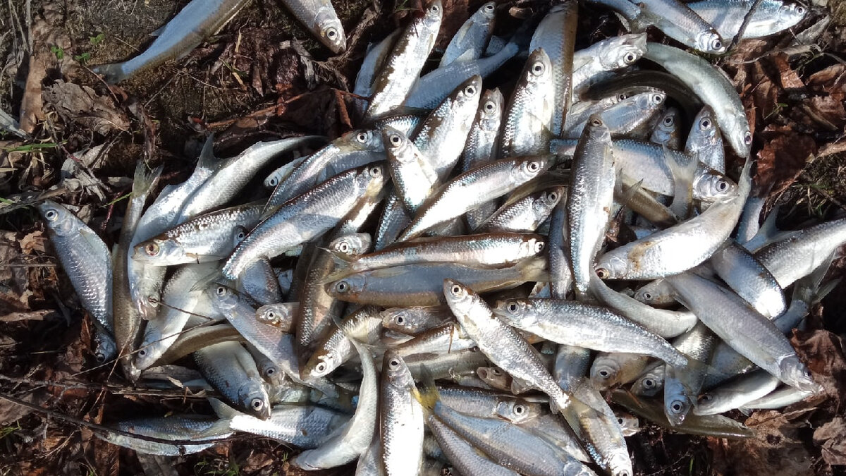 Уклейка ПСР