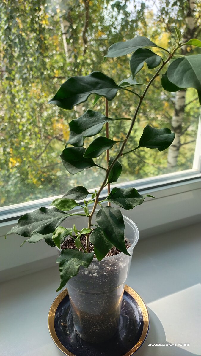 БУГЕНВИЛЛИЯ 🌸 Сорт , Magic ✨ Фото от 4 сентября 2023 года.