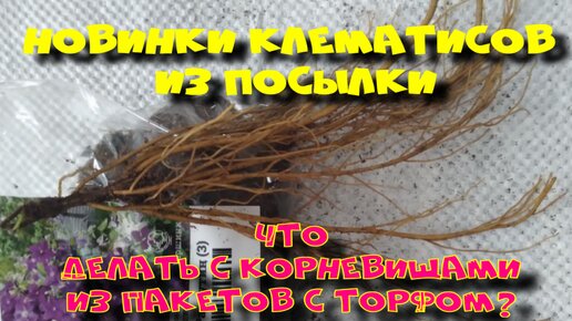 КЛЕМАТИСЫ ИЗ ПОСЫЛКИ. ЧТО ДЕЛАТЬ С КОРНЕВИЩАМИ ПОСЛЕ ПОКУПКИ?