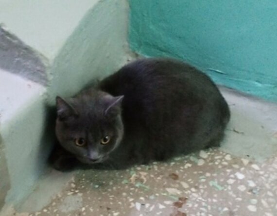 Как я нашла гулявшего месяц кота | Пикабу | Дзен