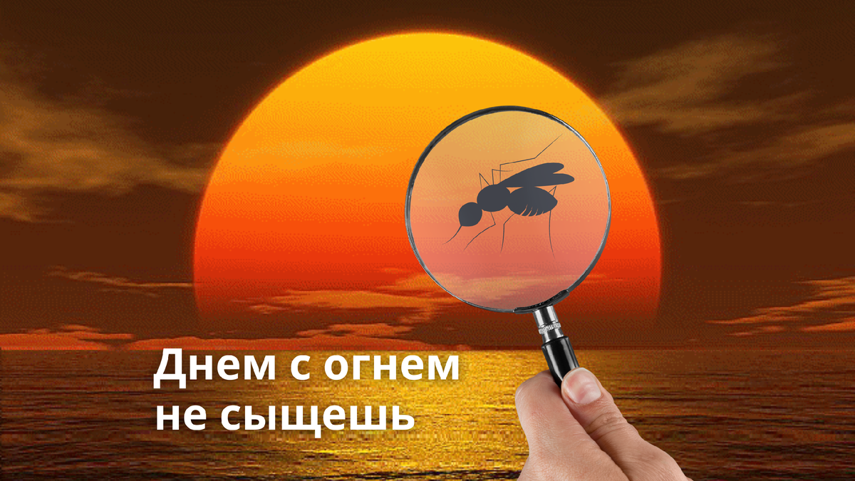 В море вы никогда не встретите комара или москита. Почему они туда не залетают?