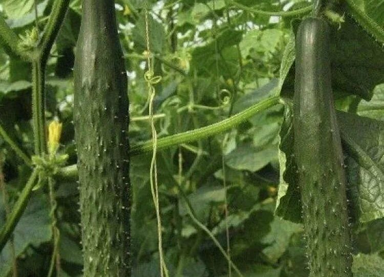 Лучшие сорта огурцов, которые плодоносят до глубокой осени