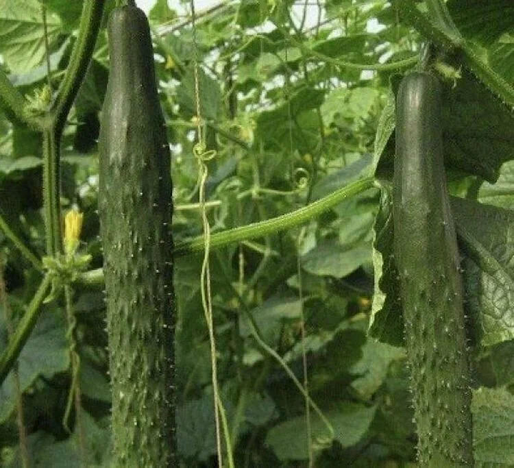 Огурцов семена сорт аллигатор. Сорт огурцов аллигатор f1. Сорт огурцов аллигатор. Седек огурец аллигатор f1. Седек огурец аллигатор f1.