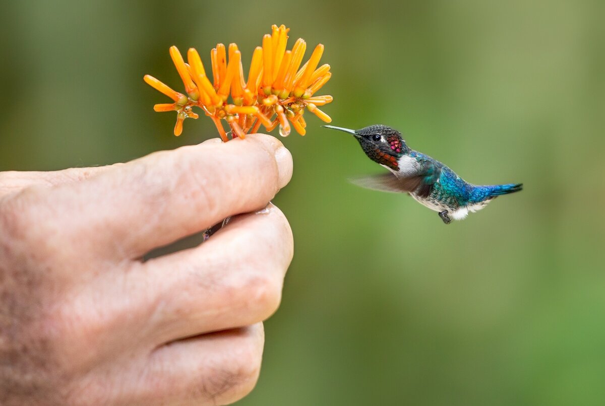 Колибри-пчёлка. Источник фото: agis.club