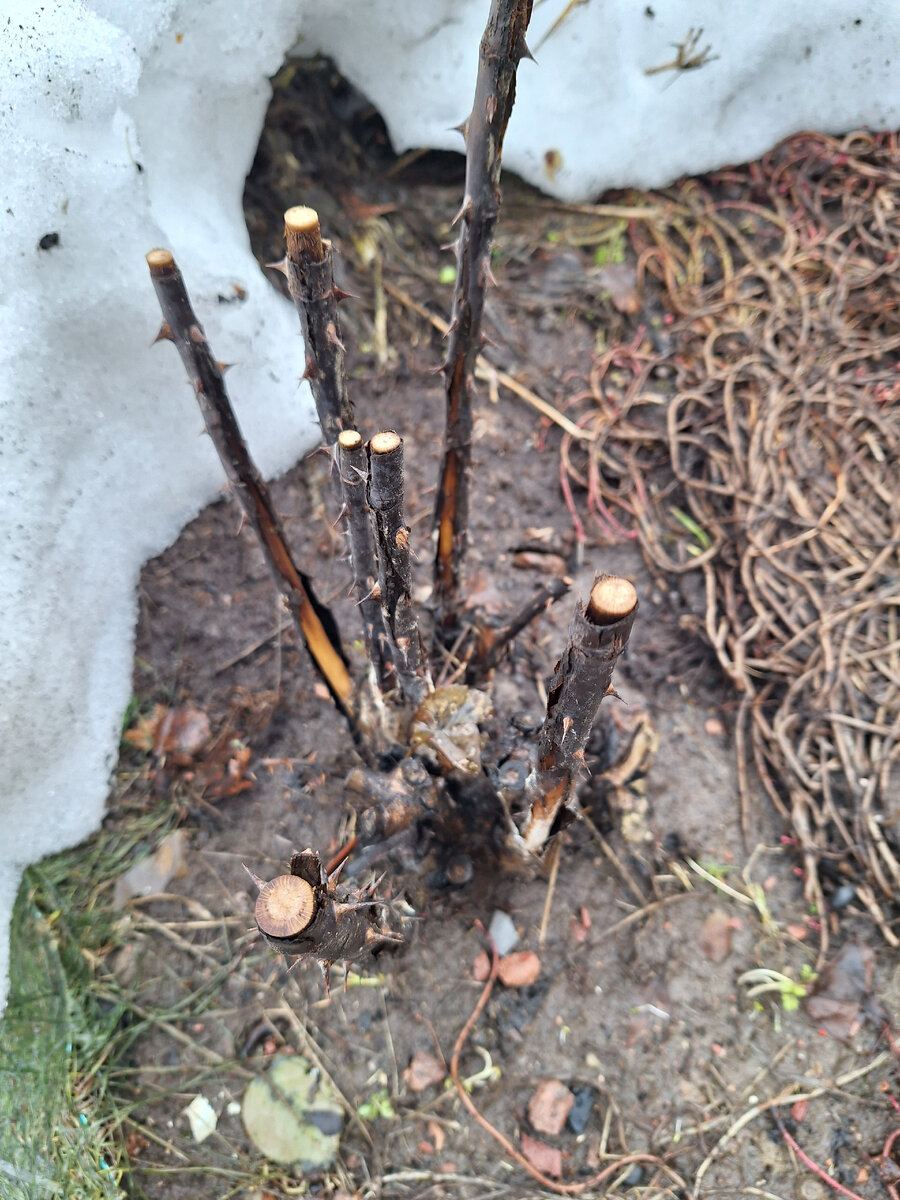 Неизвестная роза выходит из зимовки. Мой сад