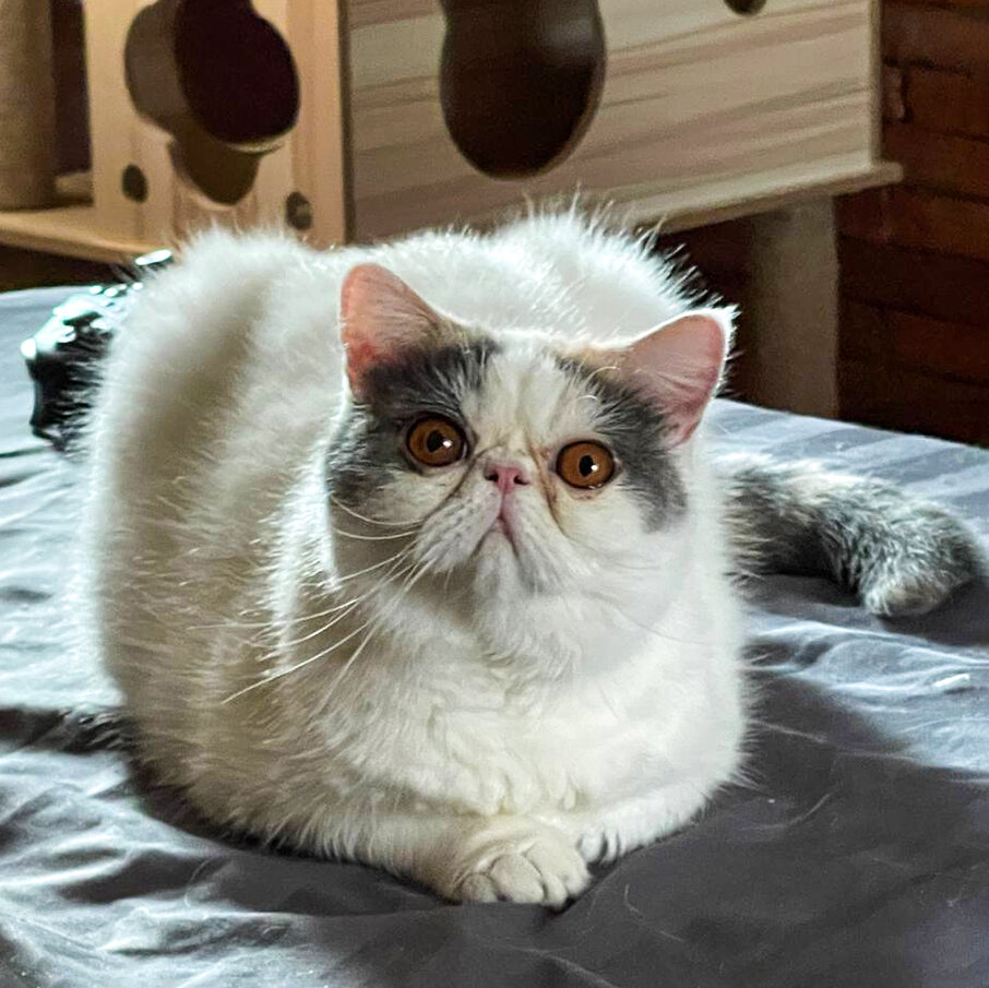 А что можно, если я кот?