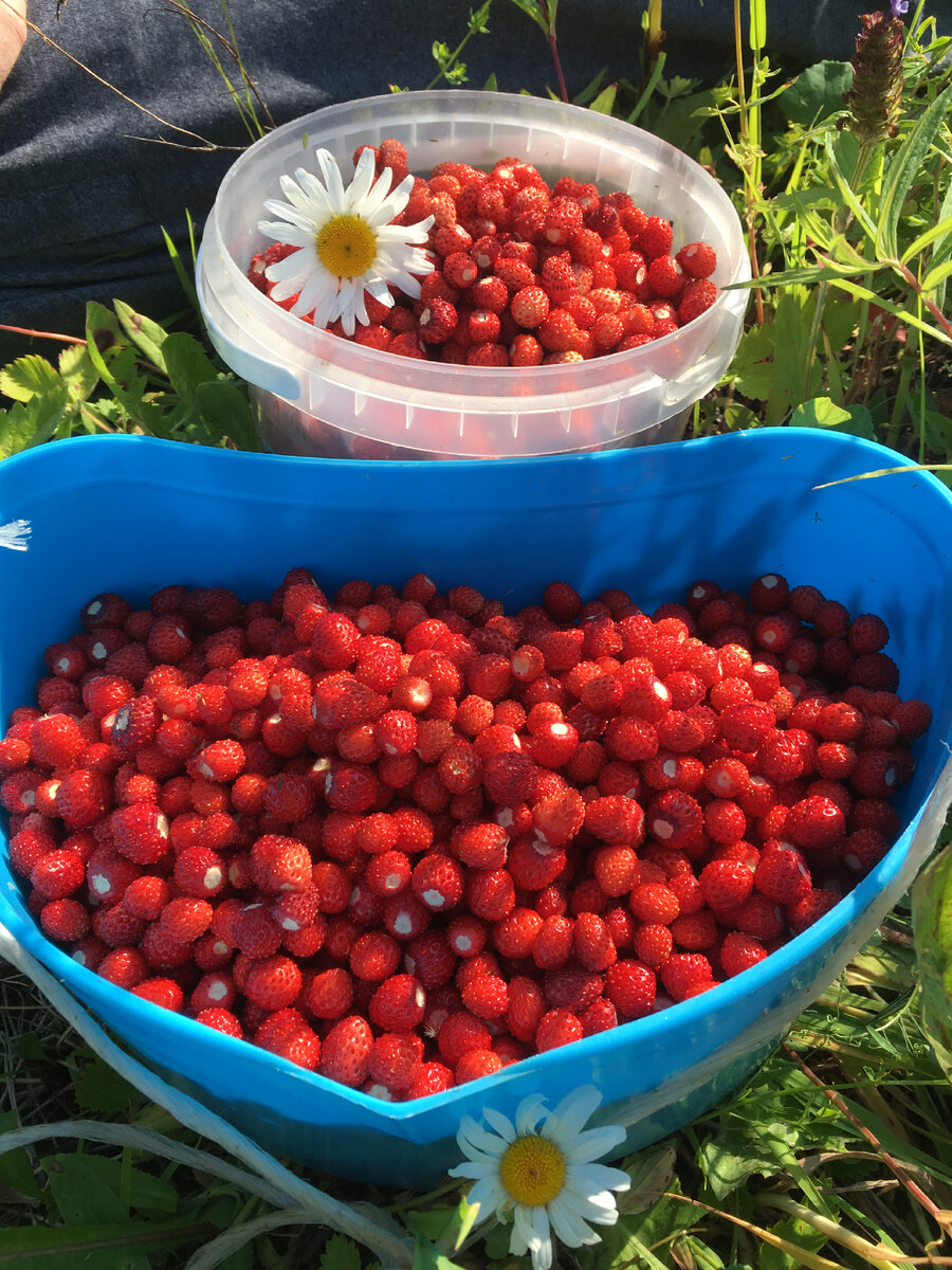 Земляника, клубника и малина - эти ягоды есть у нас круглый год🍓🌸☘️ |  Елена Черанёва | Дзен