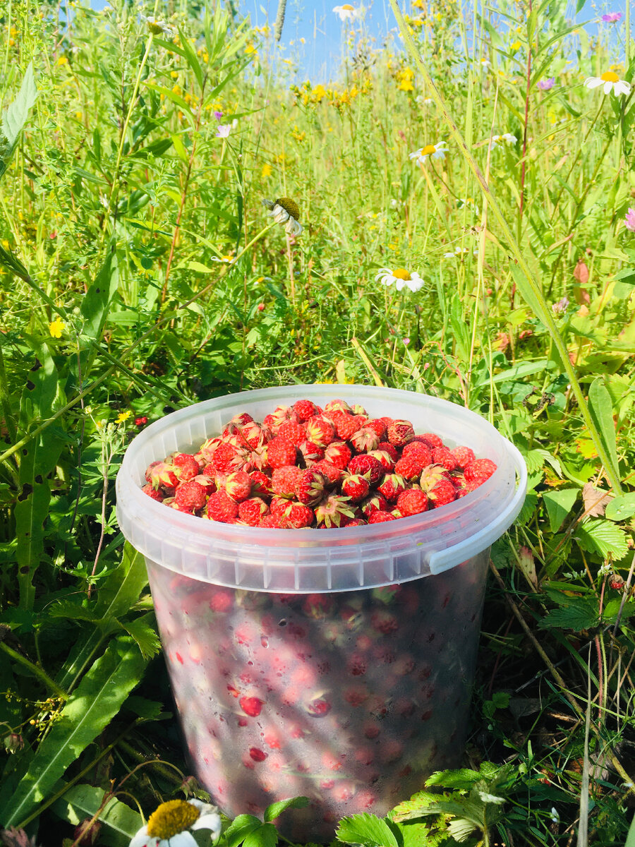 Земляника, клубника и малина - эти ягоды есть у нас круглый год🍓🌸☘️ |  Елена Черанёва | Дзен