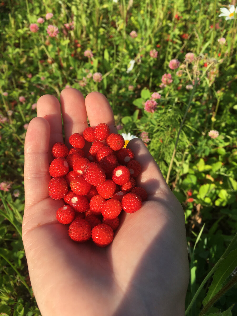 Земляника, клубника и малина - эти ягоды есть у нас круглый год🍓🌸☘️ |  Елена Черанёва | Дзен