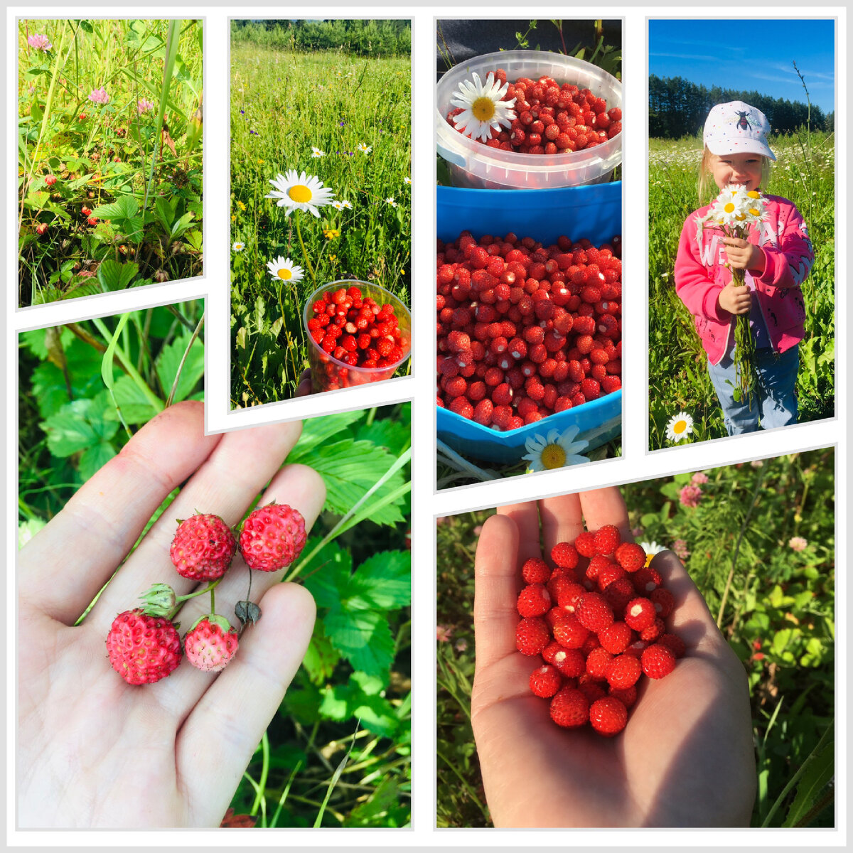 Земляника, клубника и малина - эти ягоды есть у нас круглый год🍓🌸☘️ |  Елена Черанёва | Дзен