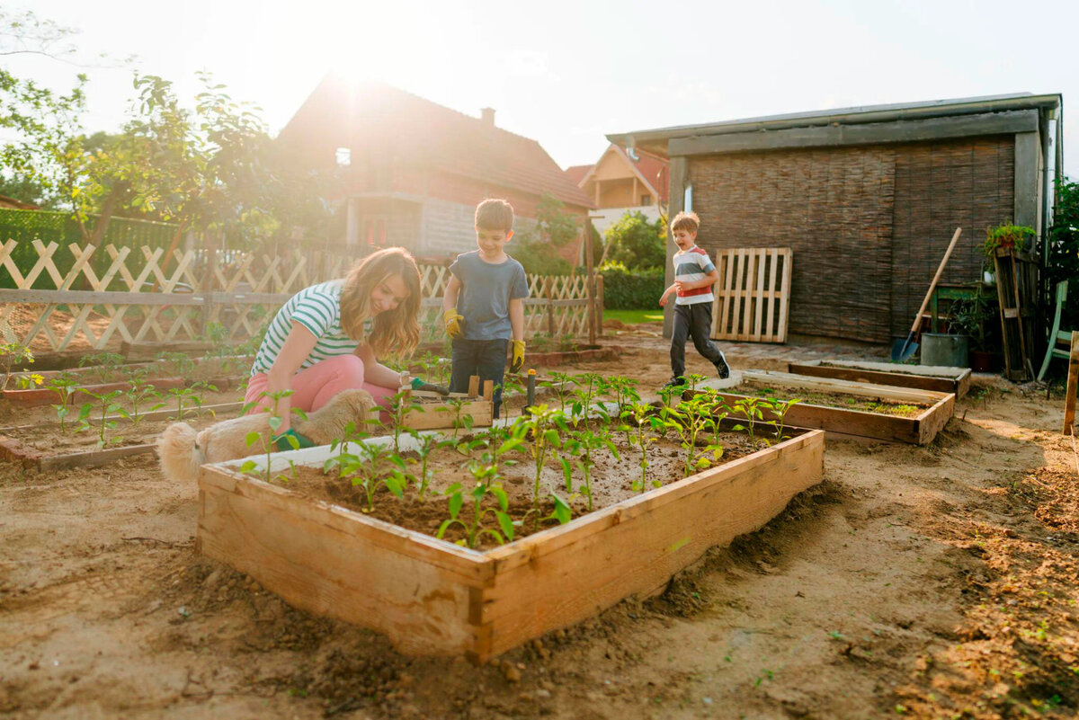 Высаживаем рассаду на даче