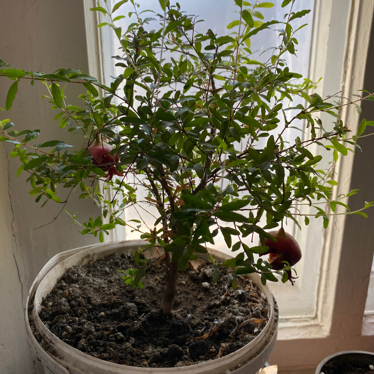 Гранат в доме моих родителей . Ему 4 года 