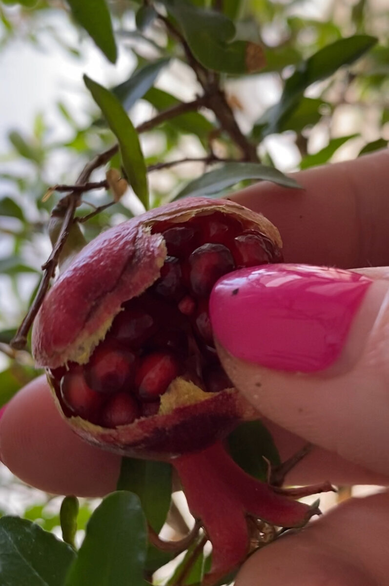 Фото созрелого граната 