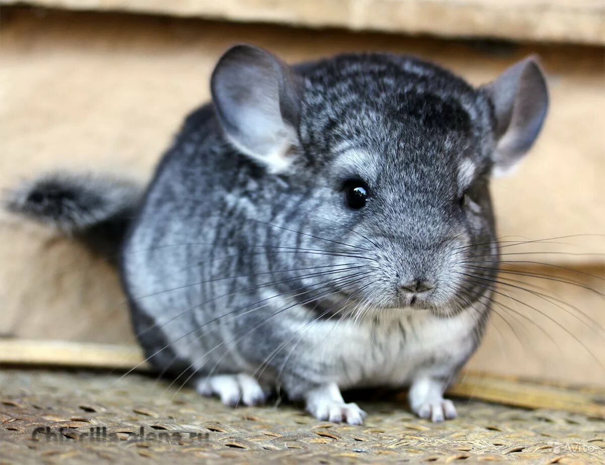 Самый распространённый вид шиншилл