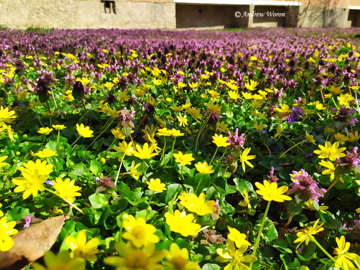 Целая полянка лютика с ясноткой была найдена на газоне перед домом 295 по ул. Красной. Замечательный живой ковер, над которым уже и пчелы кружат