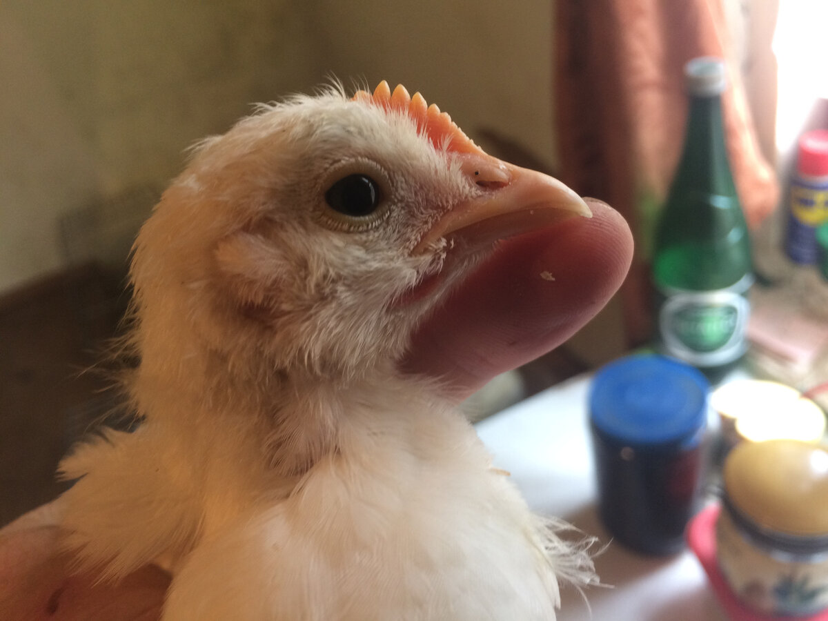 к чему снятся куры и цыплята