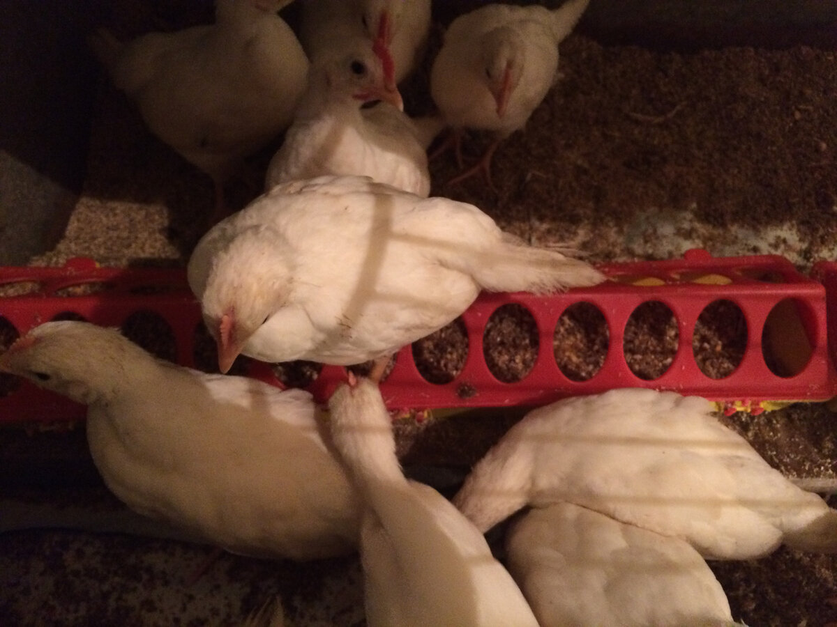 цыпленок подросток. птенец петуха. китайские шелковые цыплята 2 месяца. цыплята 1 месяц орпингтон орпингтон. цыплята 2х месячные домашние.