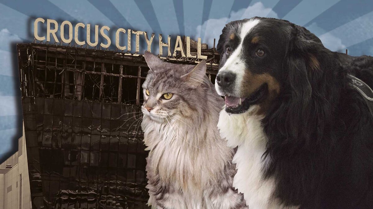    Коллаж: Daily Storm